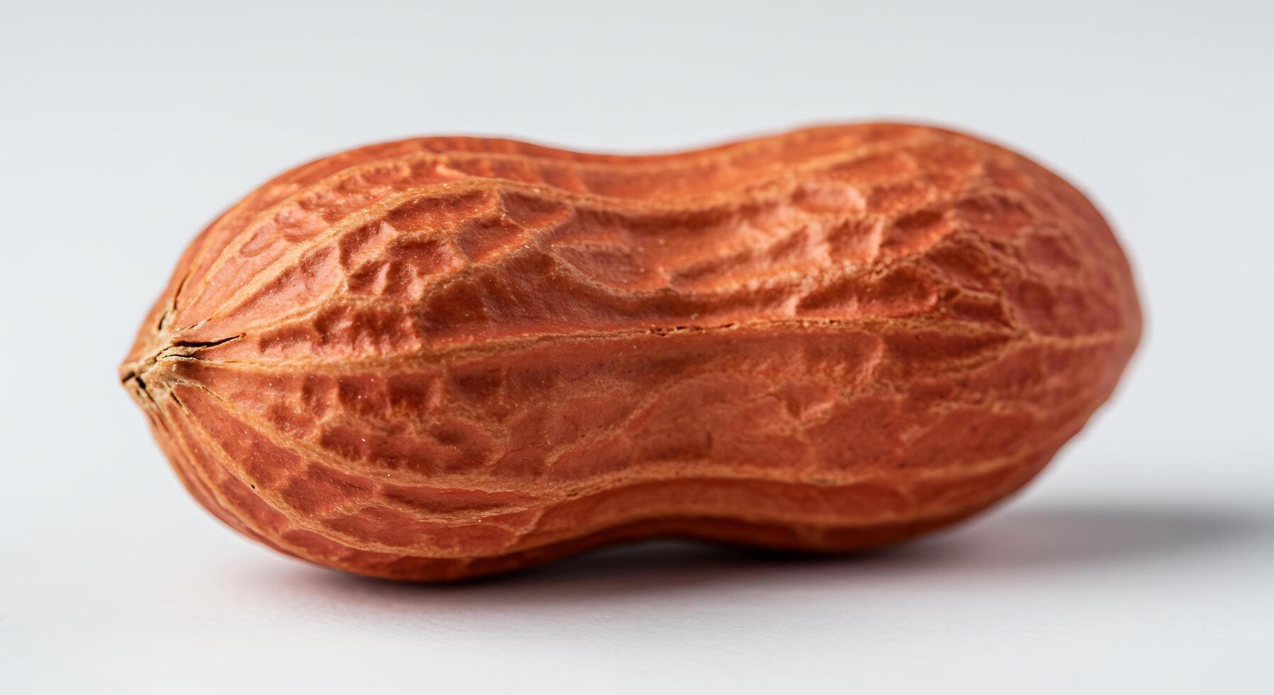A peanut is shown on a white background photo