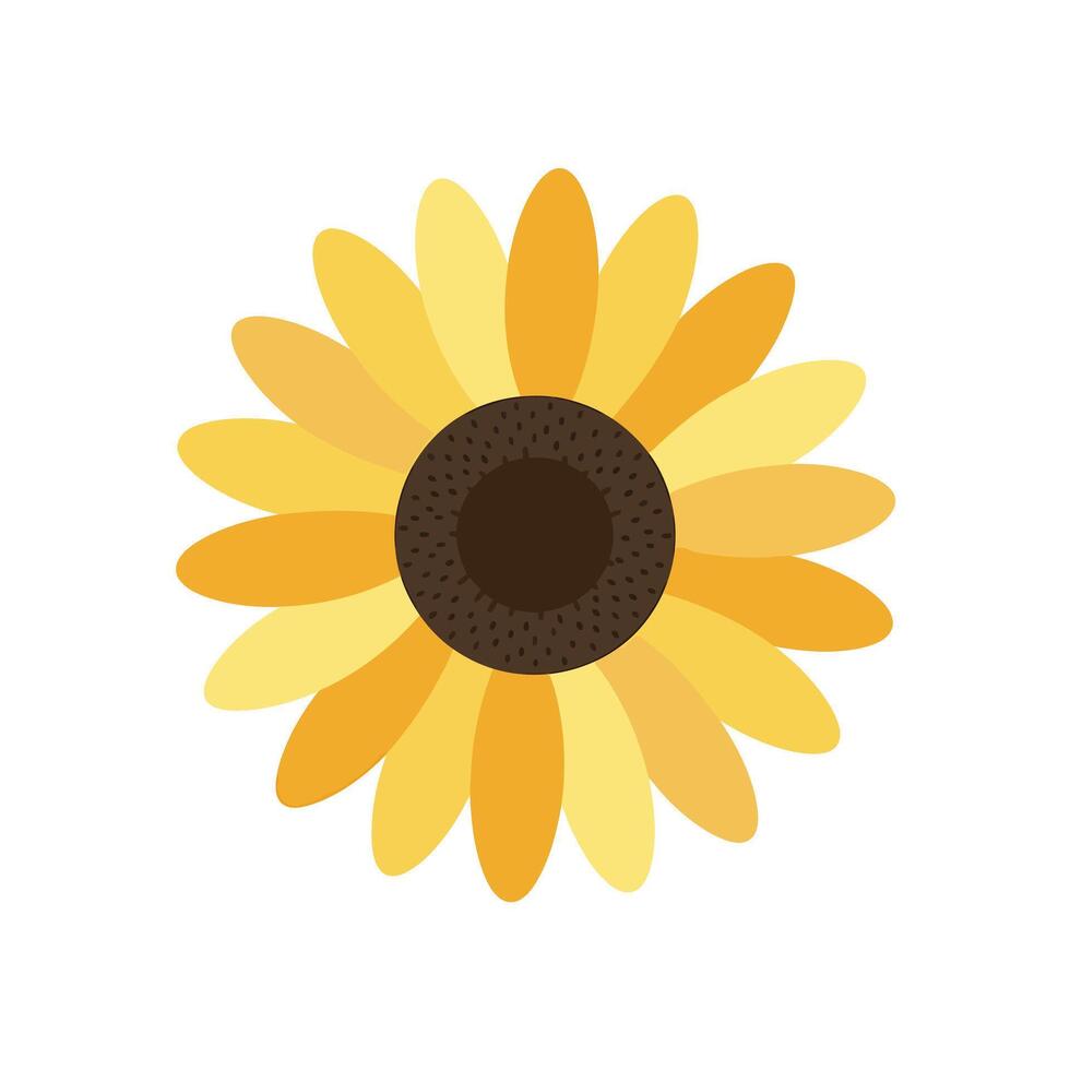 A sunflower is shown on a white background vector