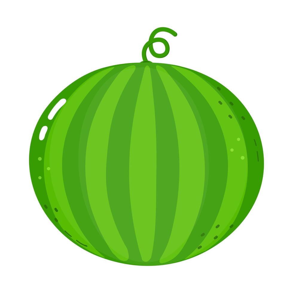 A whole, ripe green watermelon with a curly stem is isolated on white vector