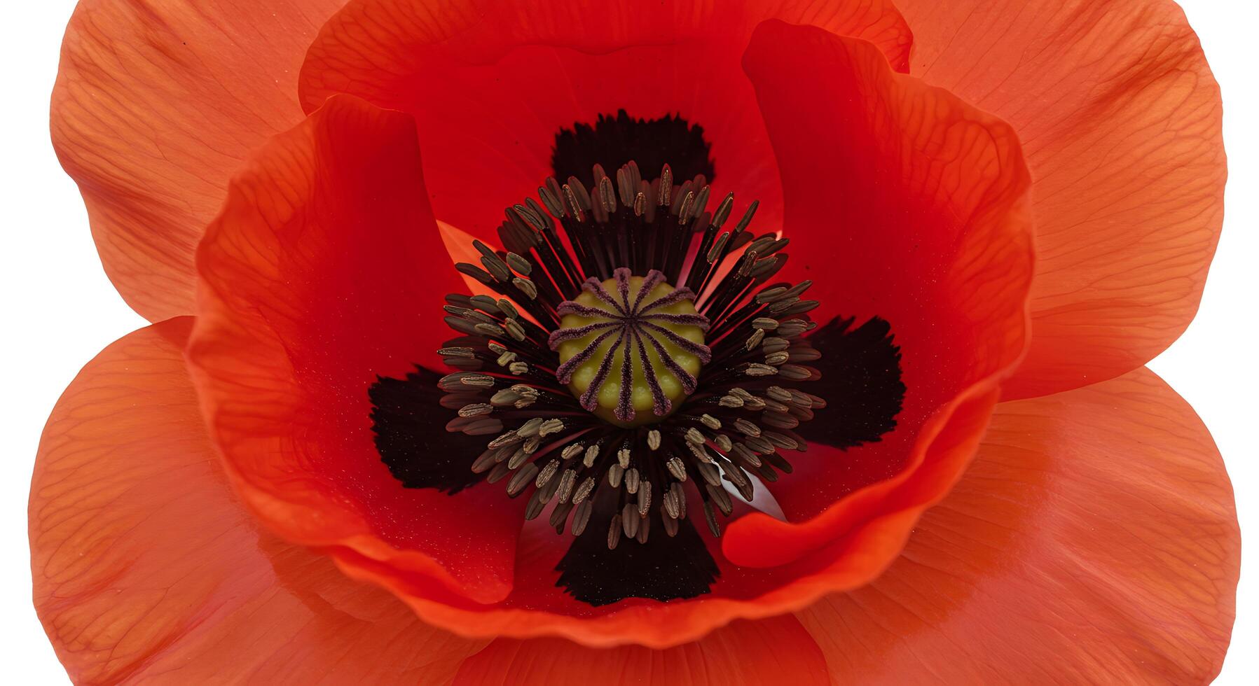 A red poppy flower is shown in this image photo