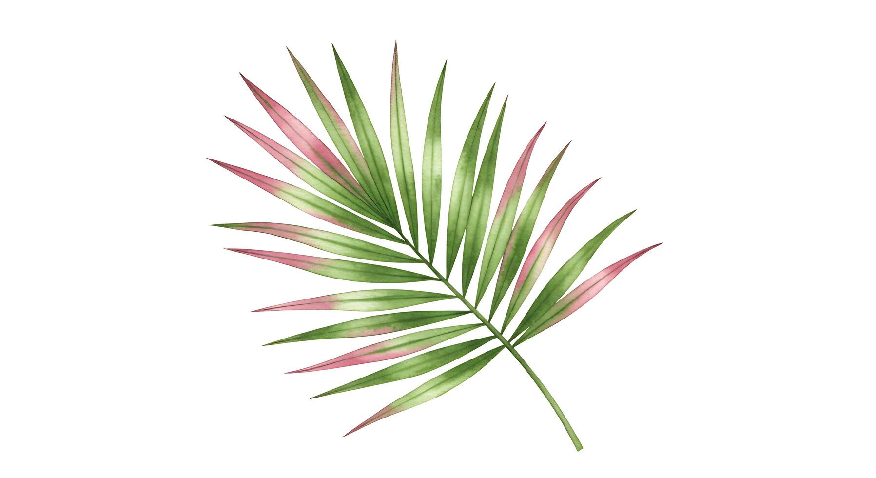 Palm leaf illustration photo