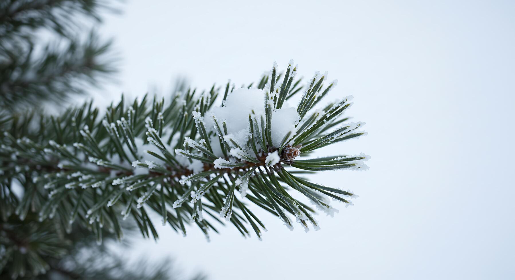 A pine tree branch with snow on it photo
