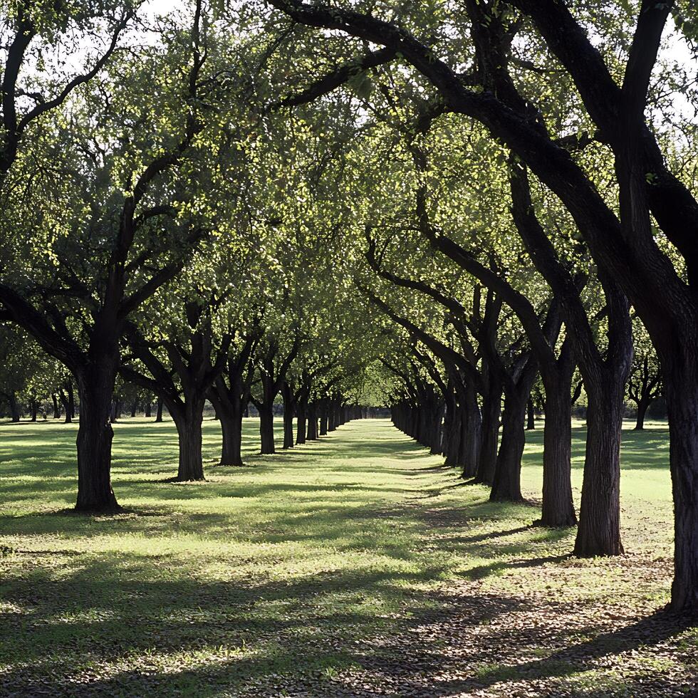 Peaceful Tree Lined Path Bathed in Sunlight. photo