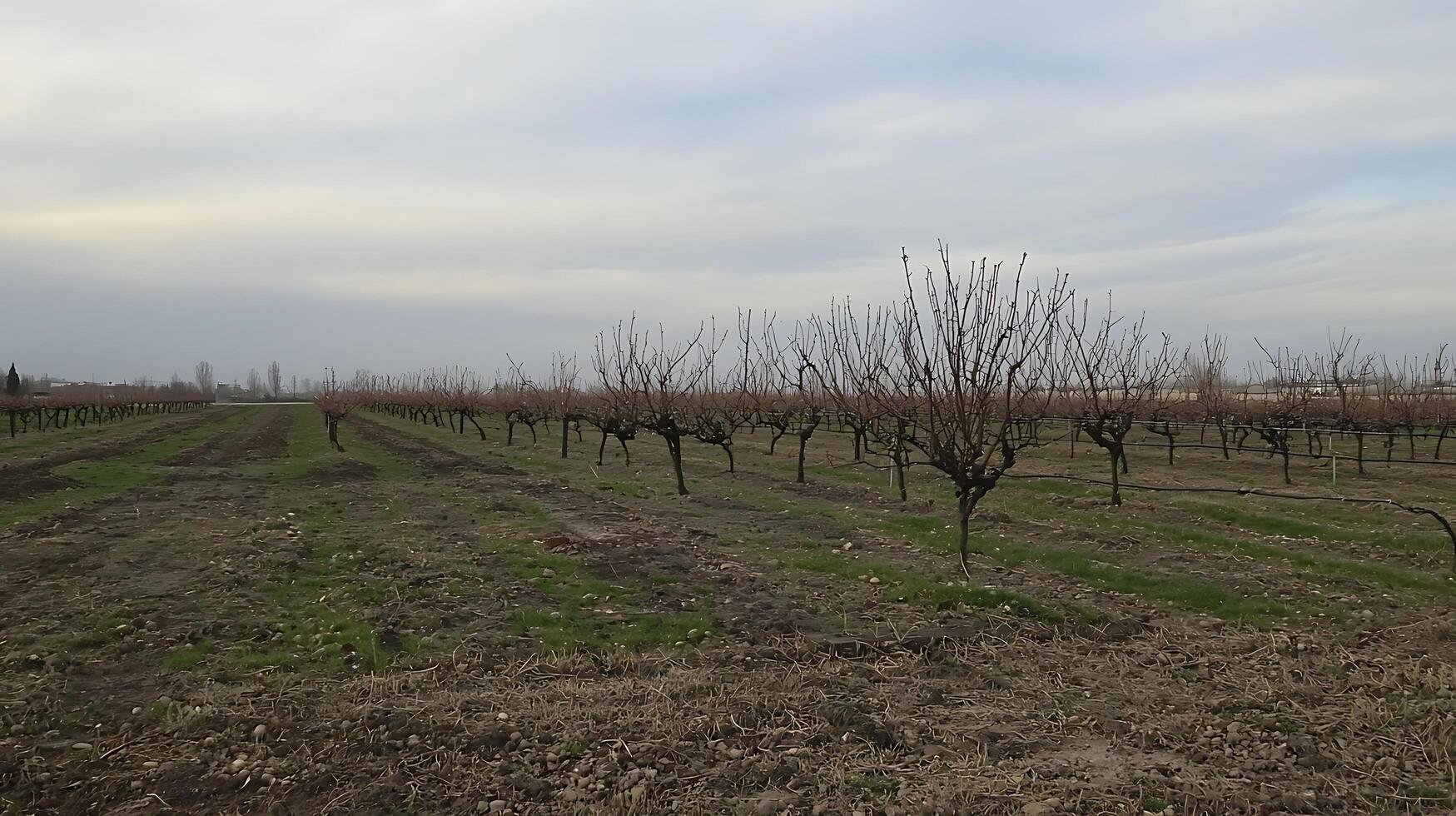 Rows of Dormant Fruit Trees Under an Overcast Sky. photo