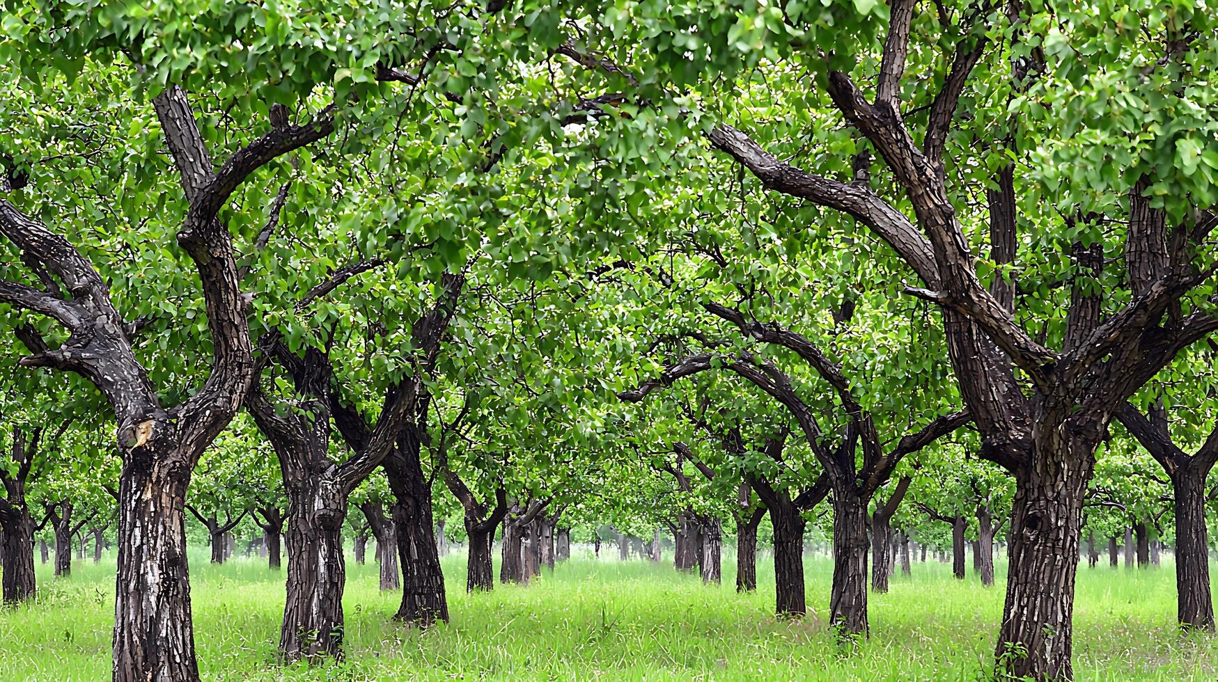Lush Green Orchard Alley with Mature Trees and Grassy Ground. photo