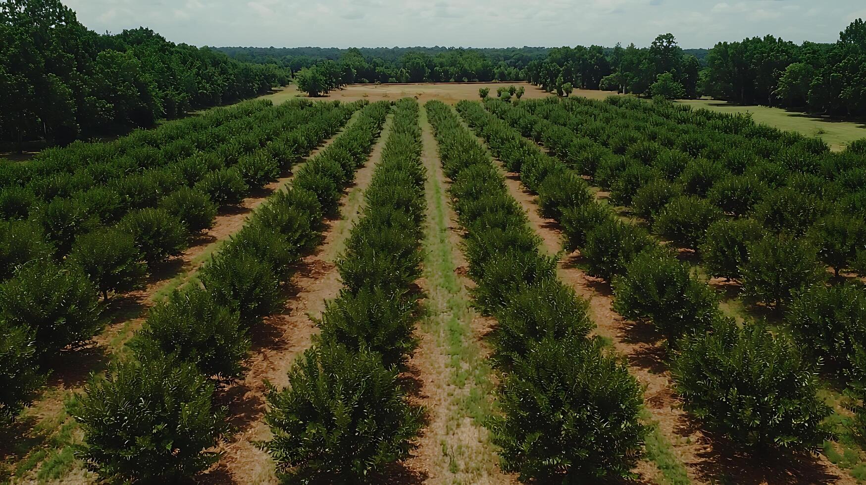 Aerial View of a Lush Green Plantation Under a Cloudy Sky. photo