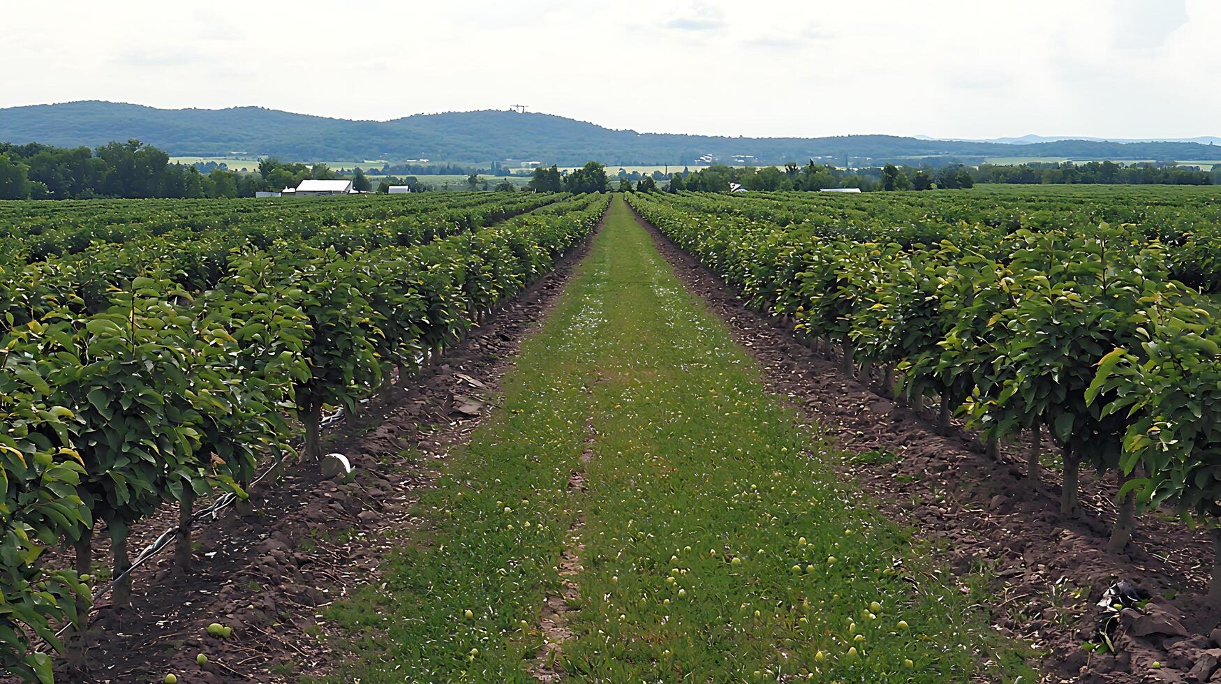 Endless Rows of Green Trees in a Lush Orchard Under a Cloudy Sky. photo