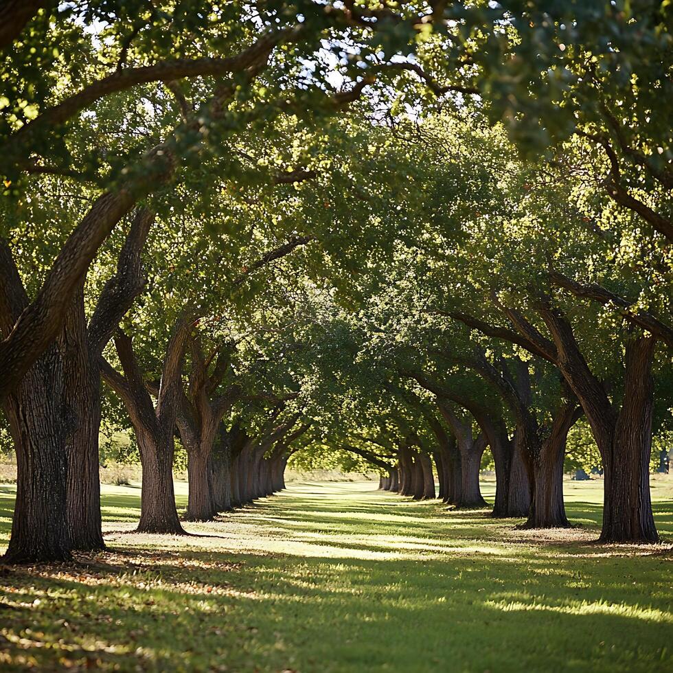 Sunlight filtering through a beautiful tree lined path in summer. photo