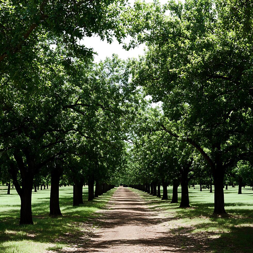 Tree lined pathway through a sunlit green forest in summer. photo
