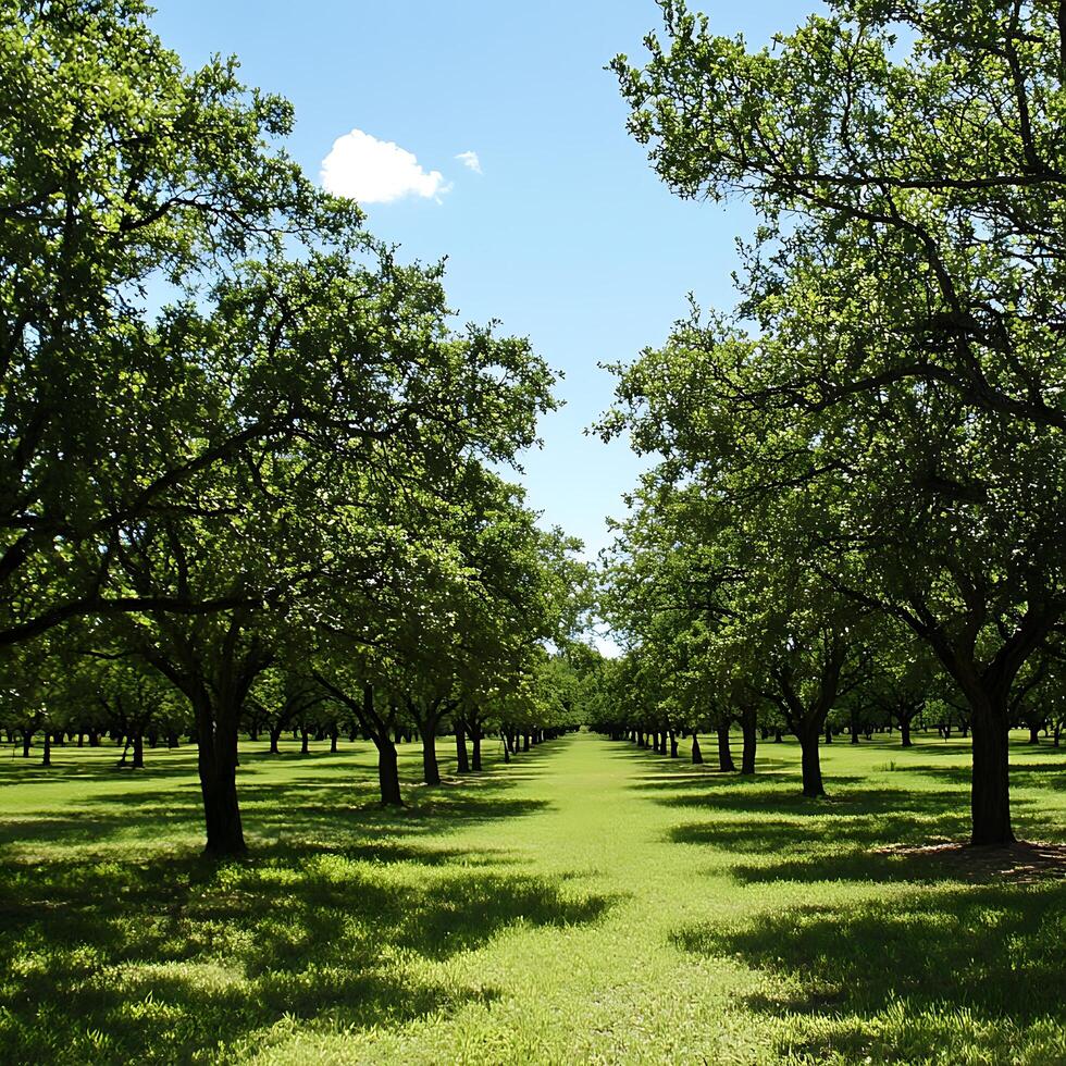 A Peaceful Walk Through a Lush Green Tree Lined Pathway photo