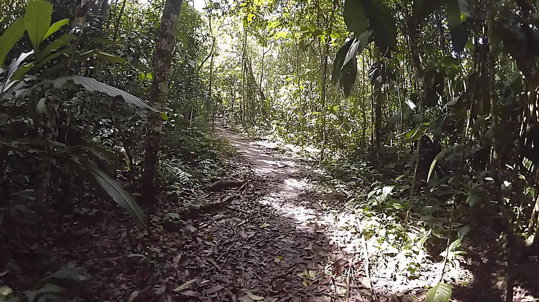 Sunlight filtering through lush jungle canopy onto a forest path. photo