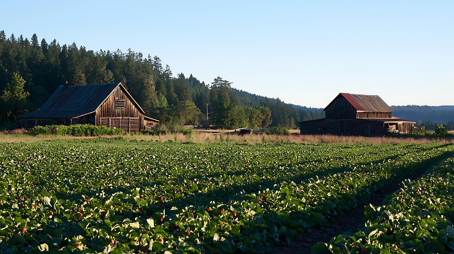 Scenic Rural Farm with Strawberry Fields and Rustic Barns at Sunset. photo