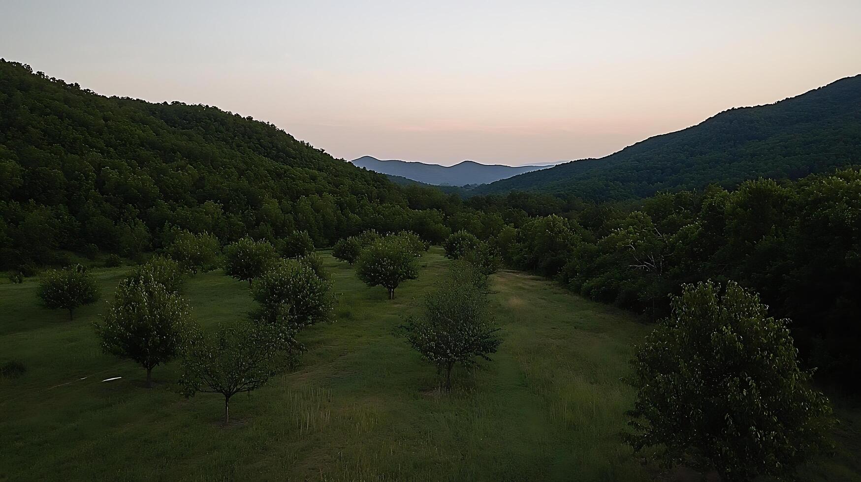 Serene Mountain Valley at Dusk with a Gently Lit Tree Farm. photo