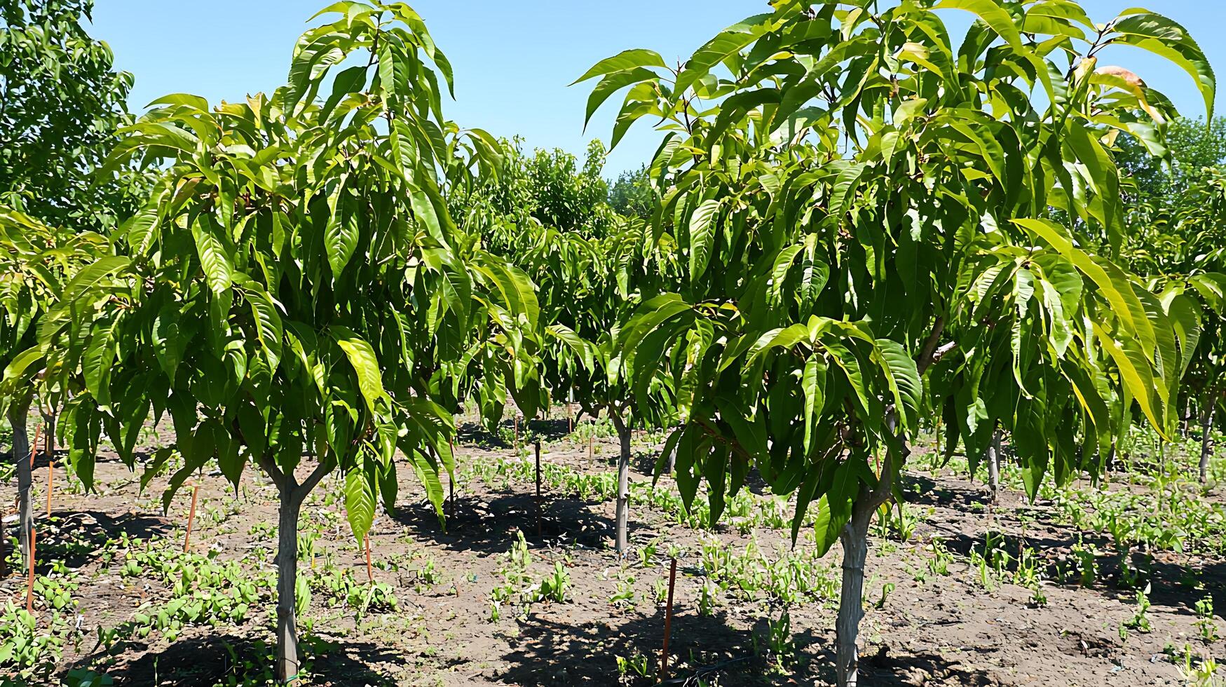 Rows of young fruit trees in a sunny orchard under blue sky. photo