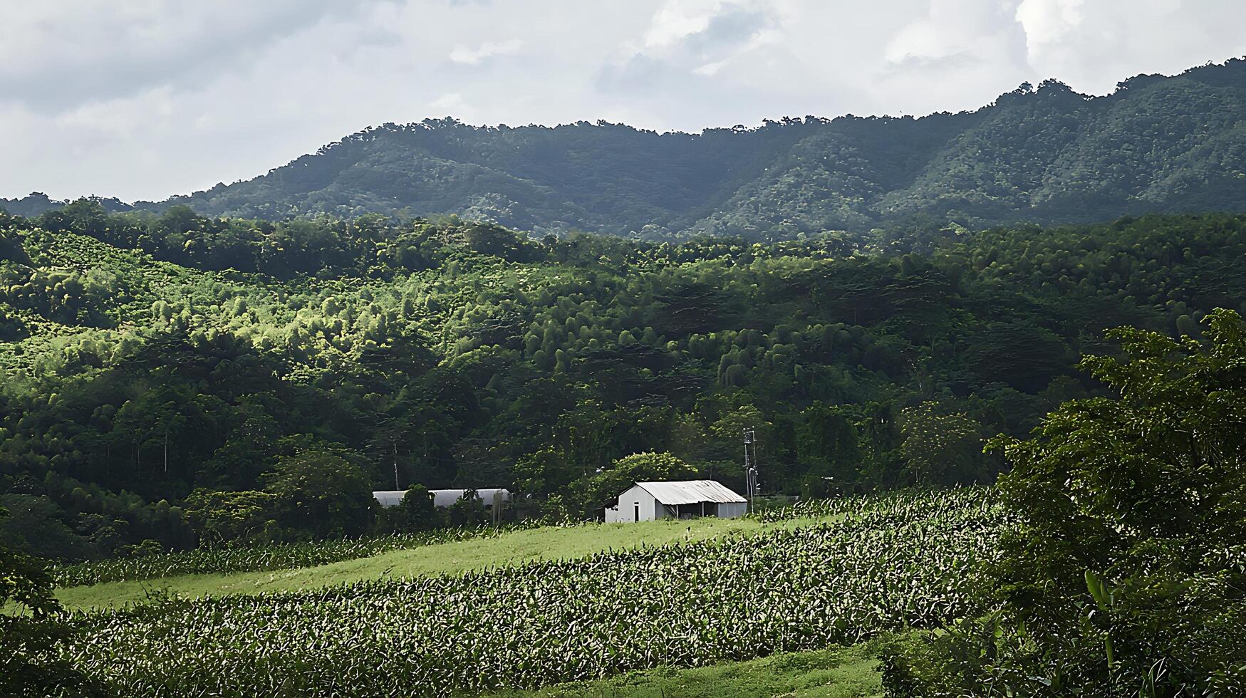 Rural Charm Verdant Valley Farmhouse Amidst Rolling Green Hills. photo