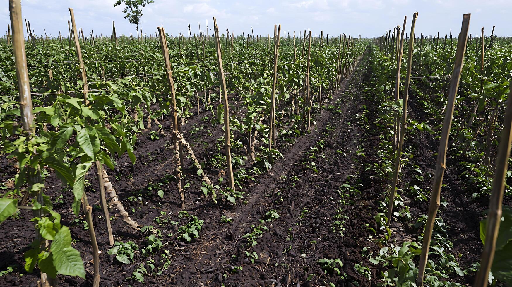 Rows of Young Plants with Supporting Stakes in a Field. photo