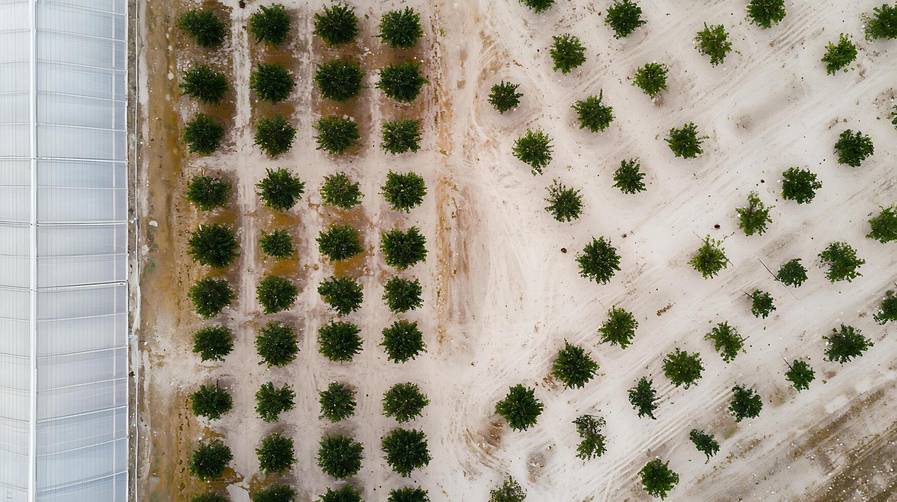 Aerial View of Green Trees Next to a Modern Greenhouse Structure. photo