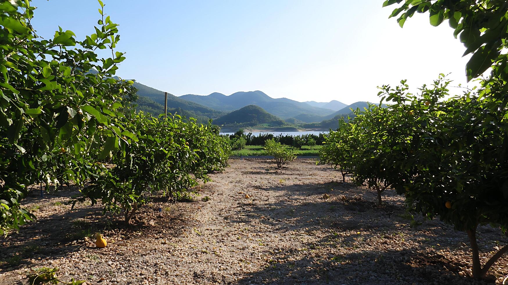 Lush Green Trees Facing a Serene Lake and Majestic Mountains. photo