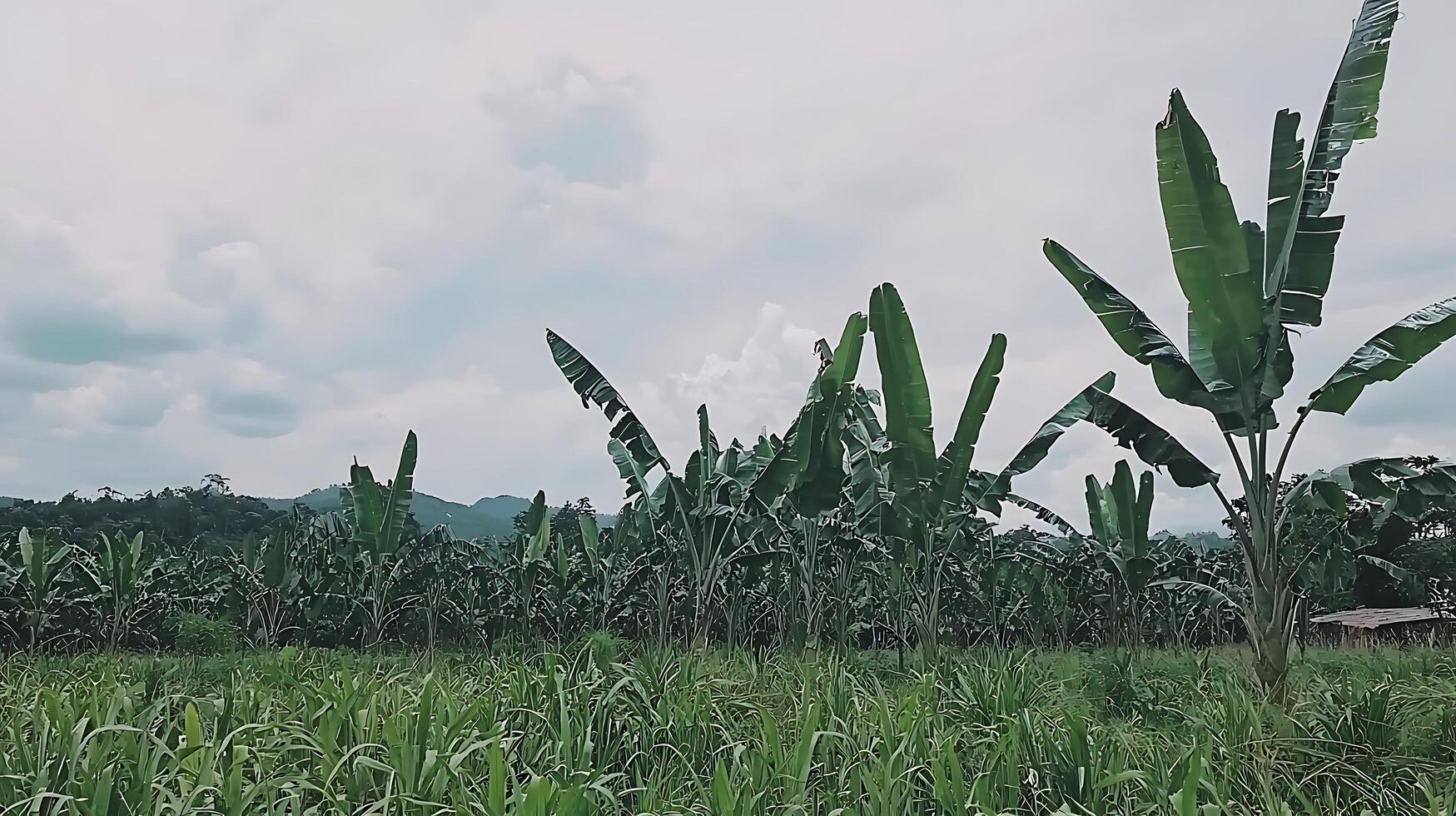 Lush Banana Plantation Under a Cloudy Sky in the Tropics. photo