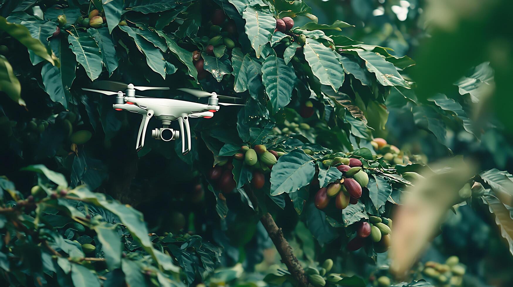 Drone monitors ripe coffee beans on plantation branches, showcasing modern farming technology. photo
