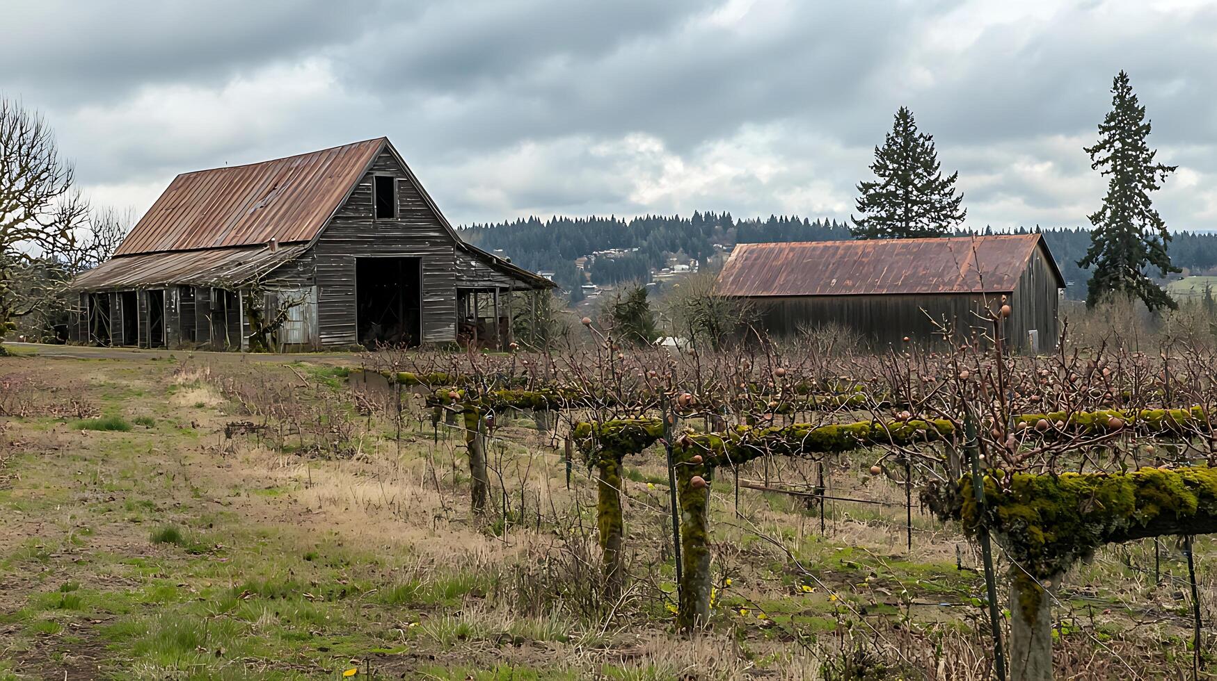 Old Rustic Barns and Bare Vineyard in Overcast Countryside Scene. photo
