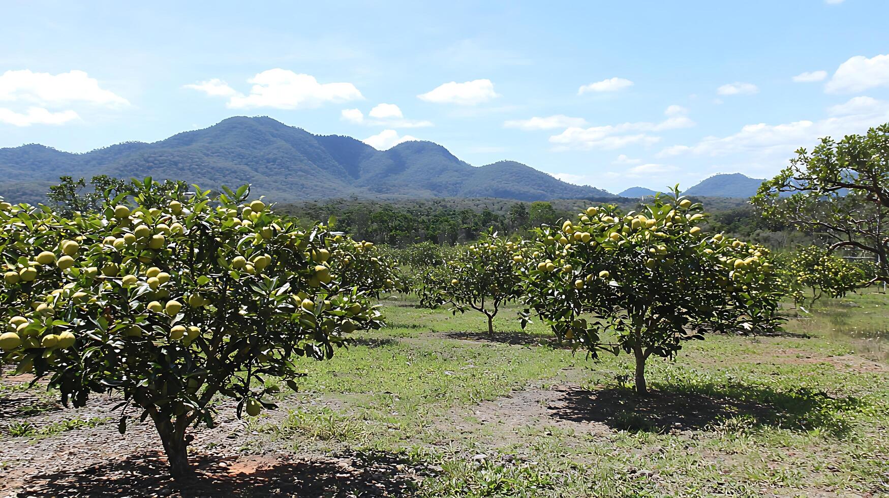 Lush orange grove with rolling hills and blue sky background. photo