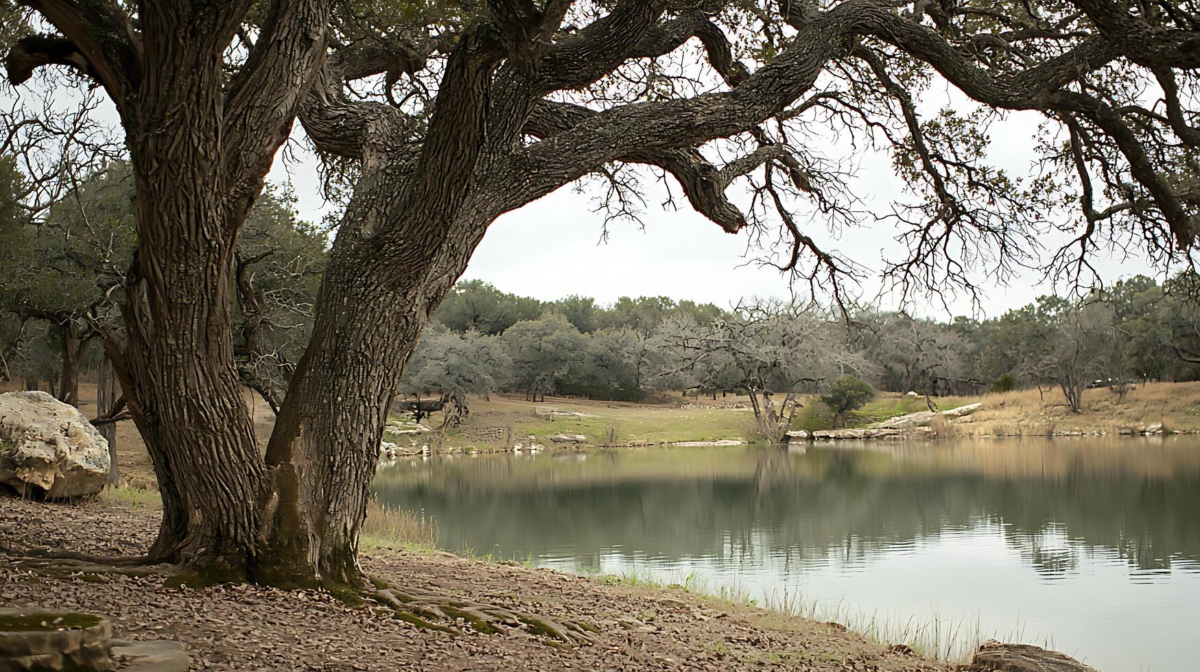 Ancient Twisted Tree Beside a Serene Reflective Lake in Nature. photo