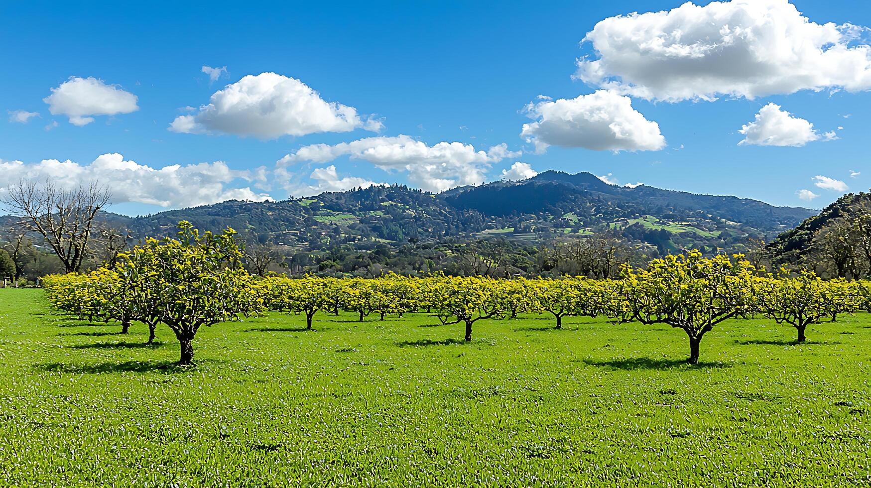 Lush green orchard with distant rolling hills under a bright blue sky. photo