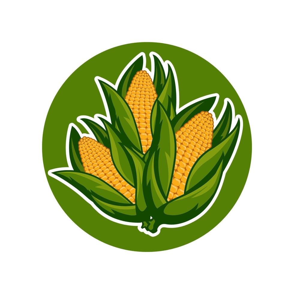 Fresh Sweet Corn Cobs Illustration Farm and Produce Graphic illustration vector