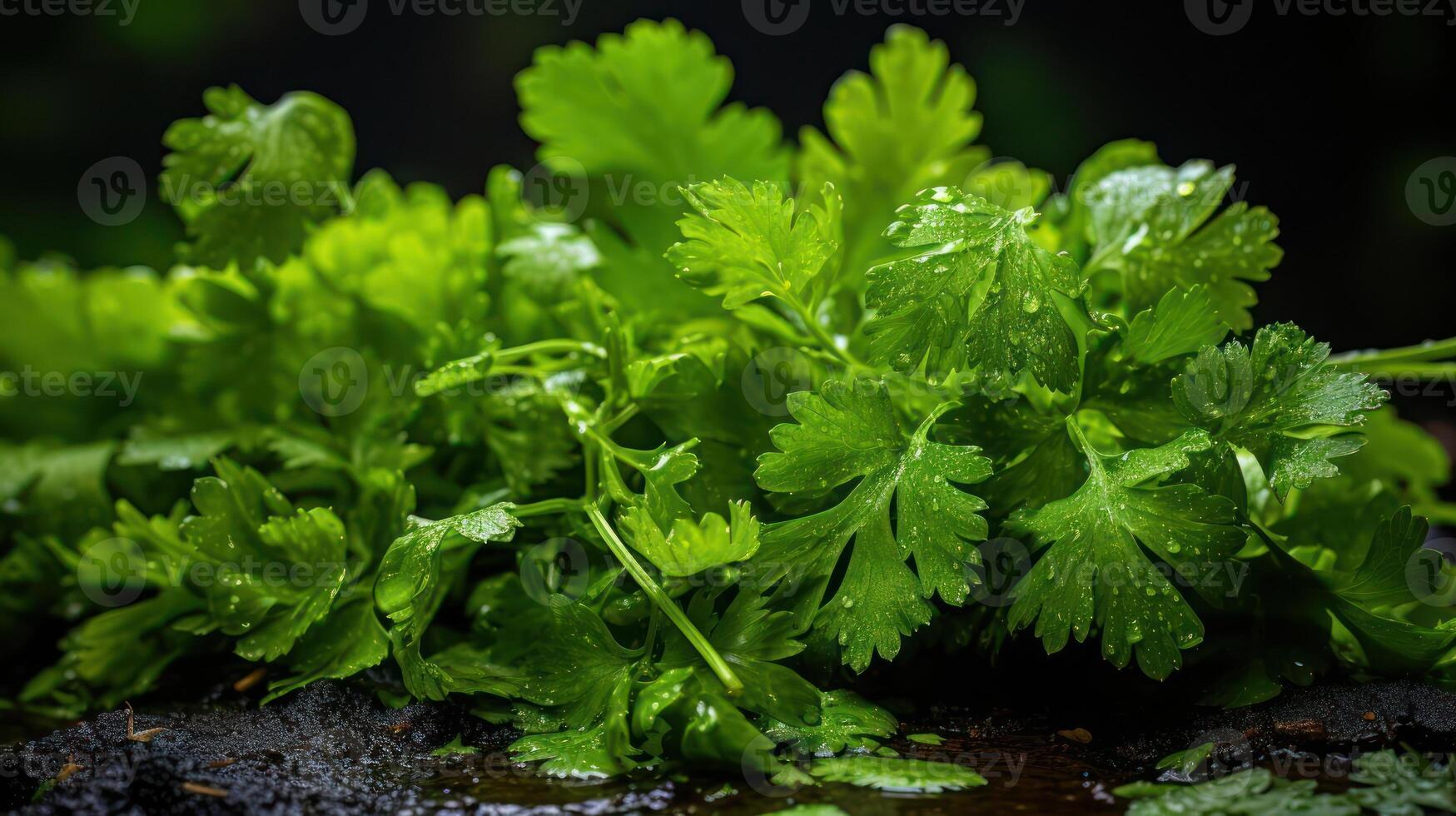 Fresh parsley leaves with water droplets, vibrant green, close-up view. photo