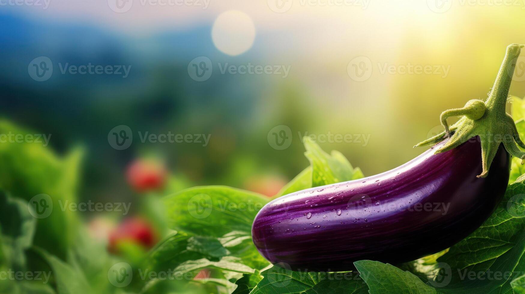 Fresh eggplant with water droplets, vibrant green foliage. photo