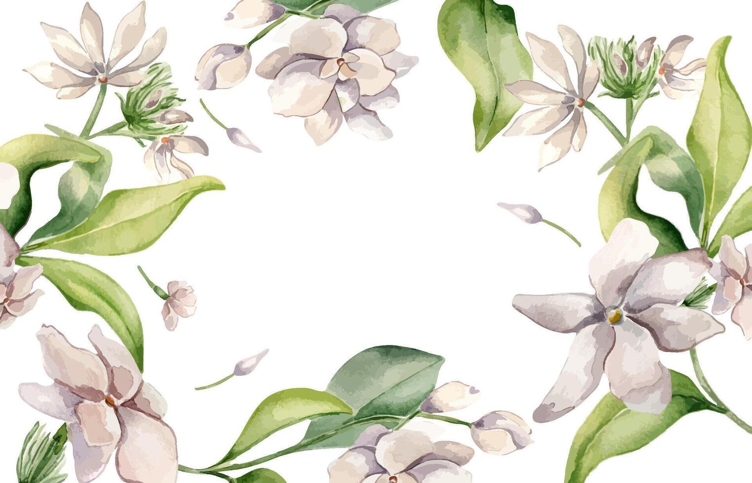 Jasmine flowers border in pastel watercolor botanical sketch isolated. Frame of white floral plants hand drawn. Bloom camellia and foliage painted for design package, template invitation, stationery vector