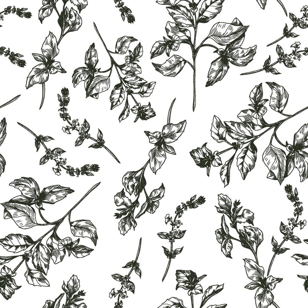 Basil herbs with sprigs and flowering top stems black and white outline seamless pattern. Green garden herbs, basil plants hand drawn repeat background for packaging, and botanical print. vector