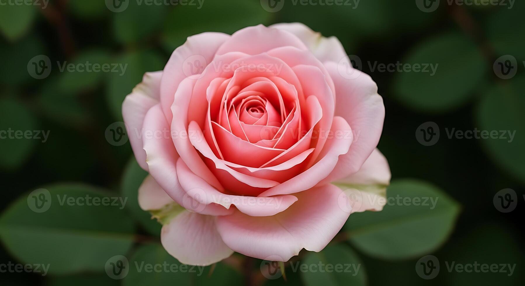 A pink rose is shown in front of green leaves photo
