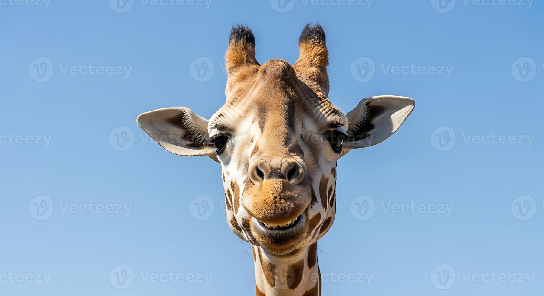 A giraffe with a blue sky background photo