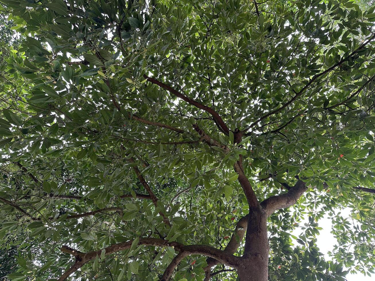 Lush green foliage overhead tree branches photo