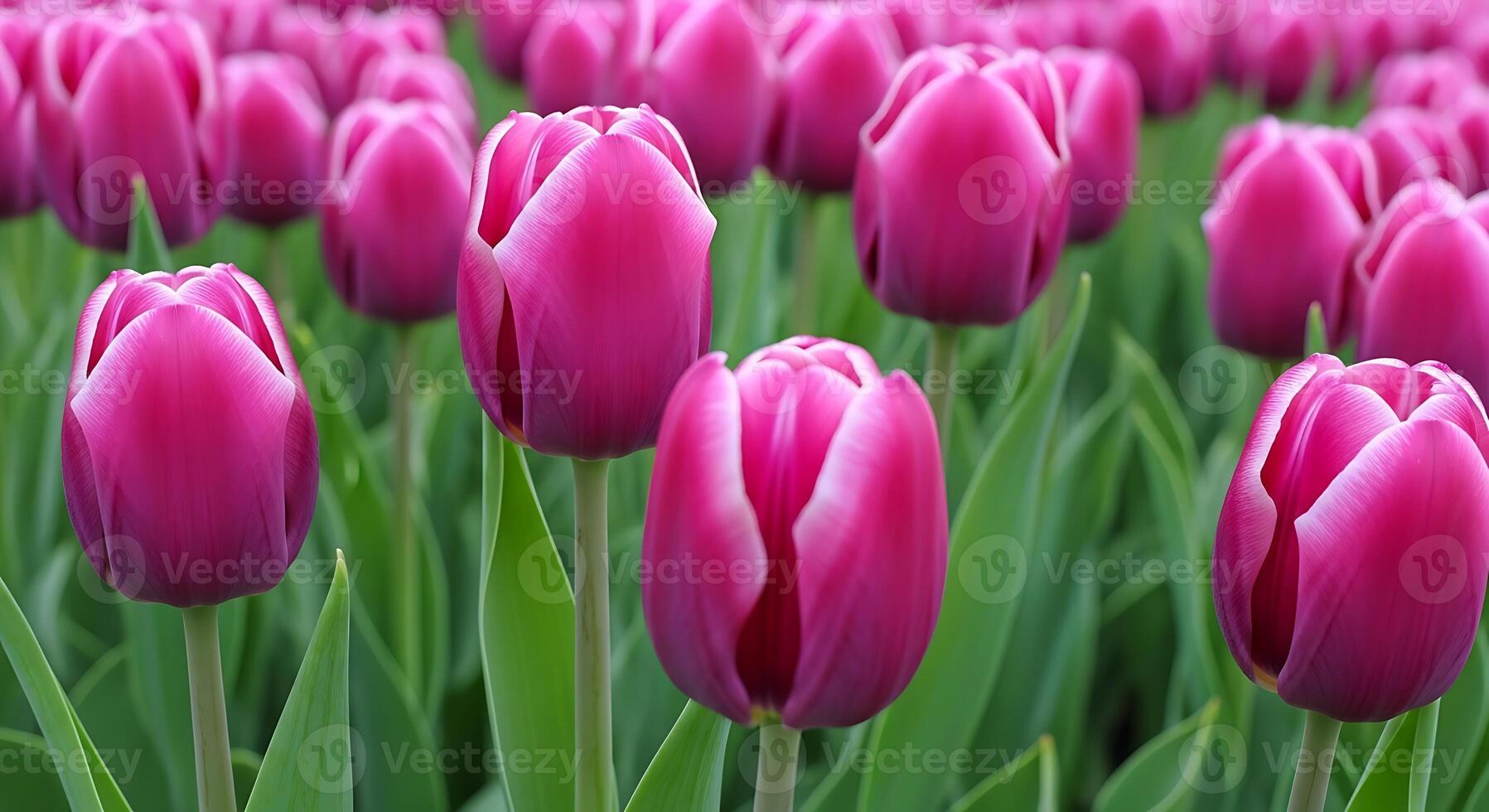 A large field of pink tulips with green leaves photo