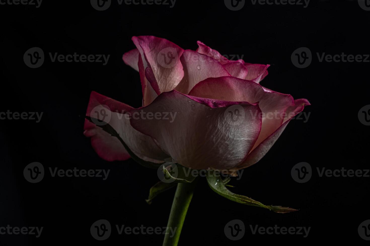 luxurious red rose on a black background. Low key photo. Extreme Flower Close-up. photo