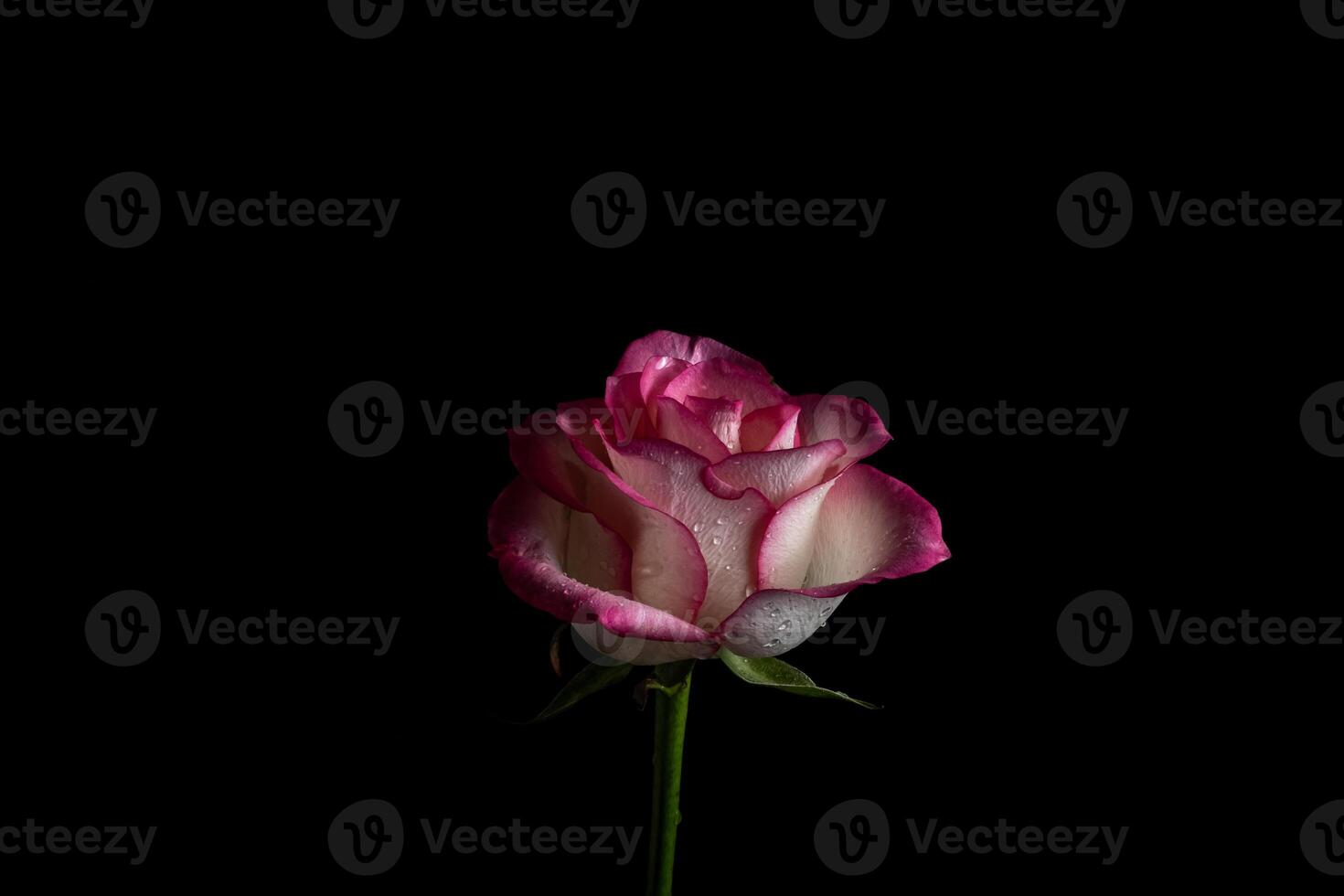 luxurious pink rose on a black background. Low key photo. Extreme Flower Close-up and copy space photo