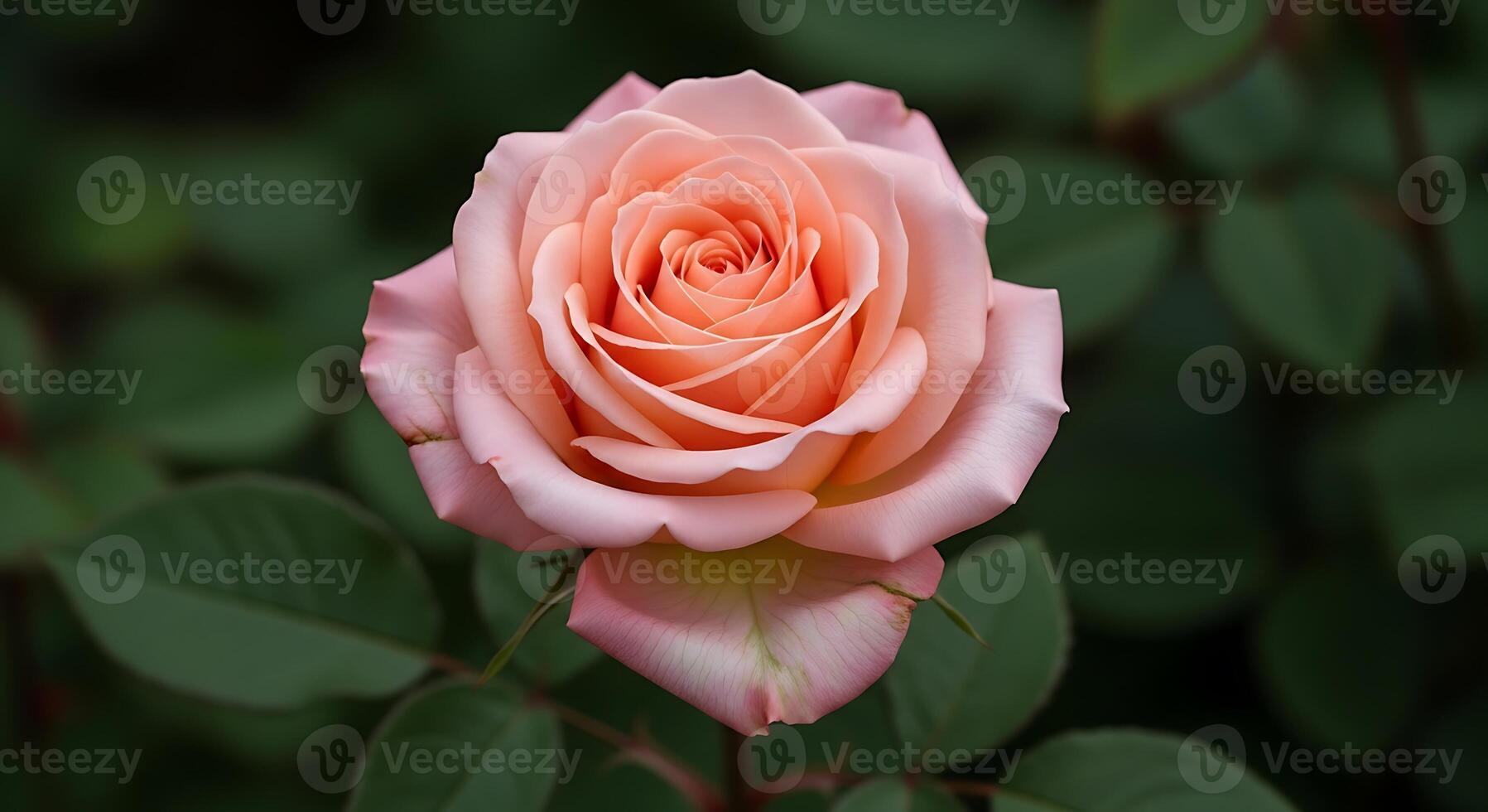 A single pink rose is shown in the middle of a green background photo