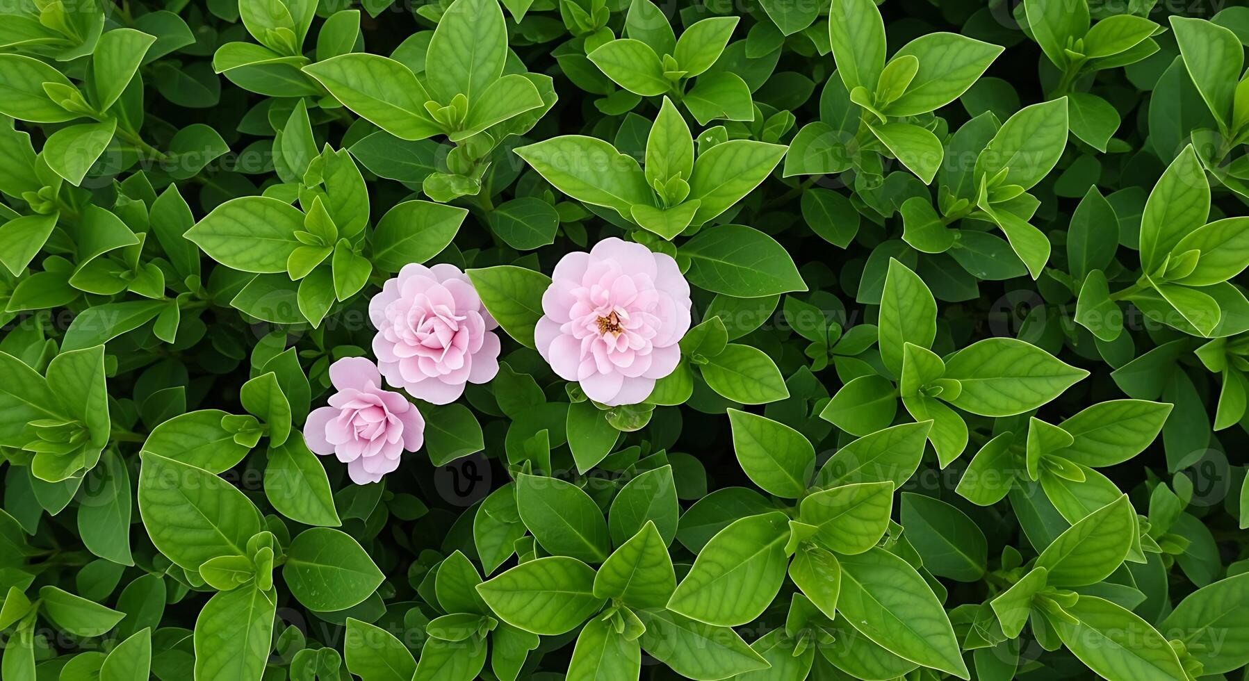 Two pink flowers are growing in a green bush photo
