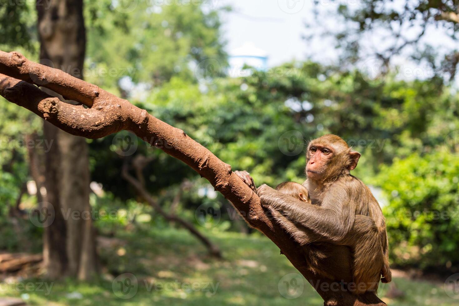 A monkey is sitting on a branch in a zoo photo