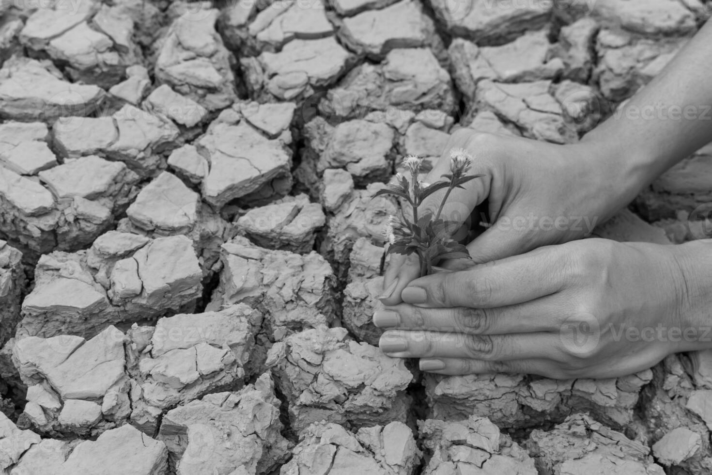 A person is holding a plant in the middle of a dry field photo
