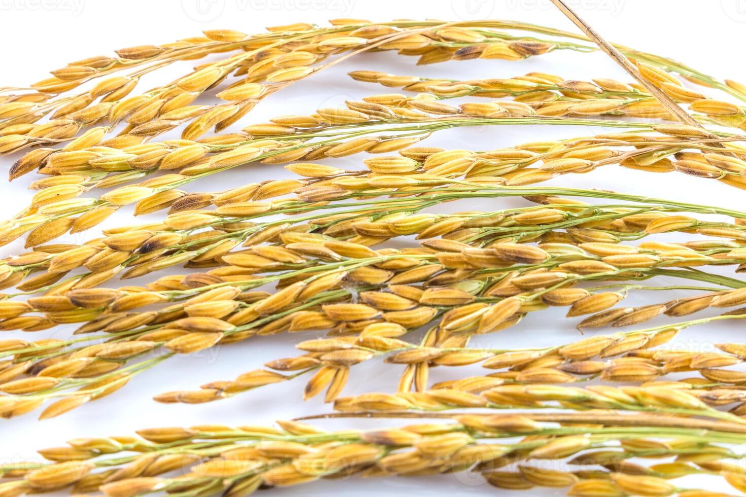 Rice is a staple food in many countries photo