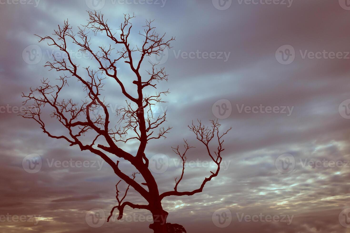 A lone tree in a field with a cloudy sky photo
