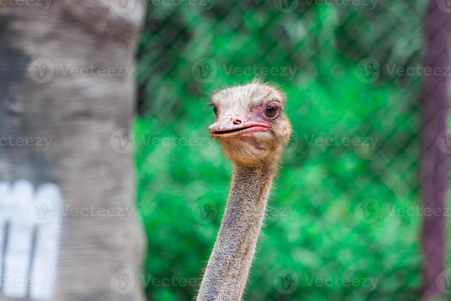 A close up of an ostrich looking at the camera photo