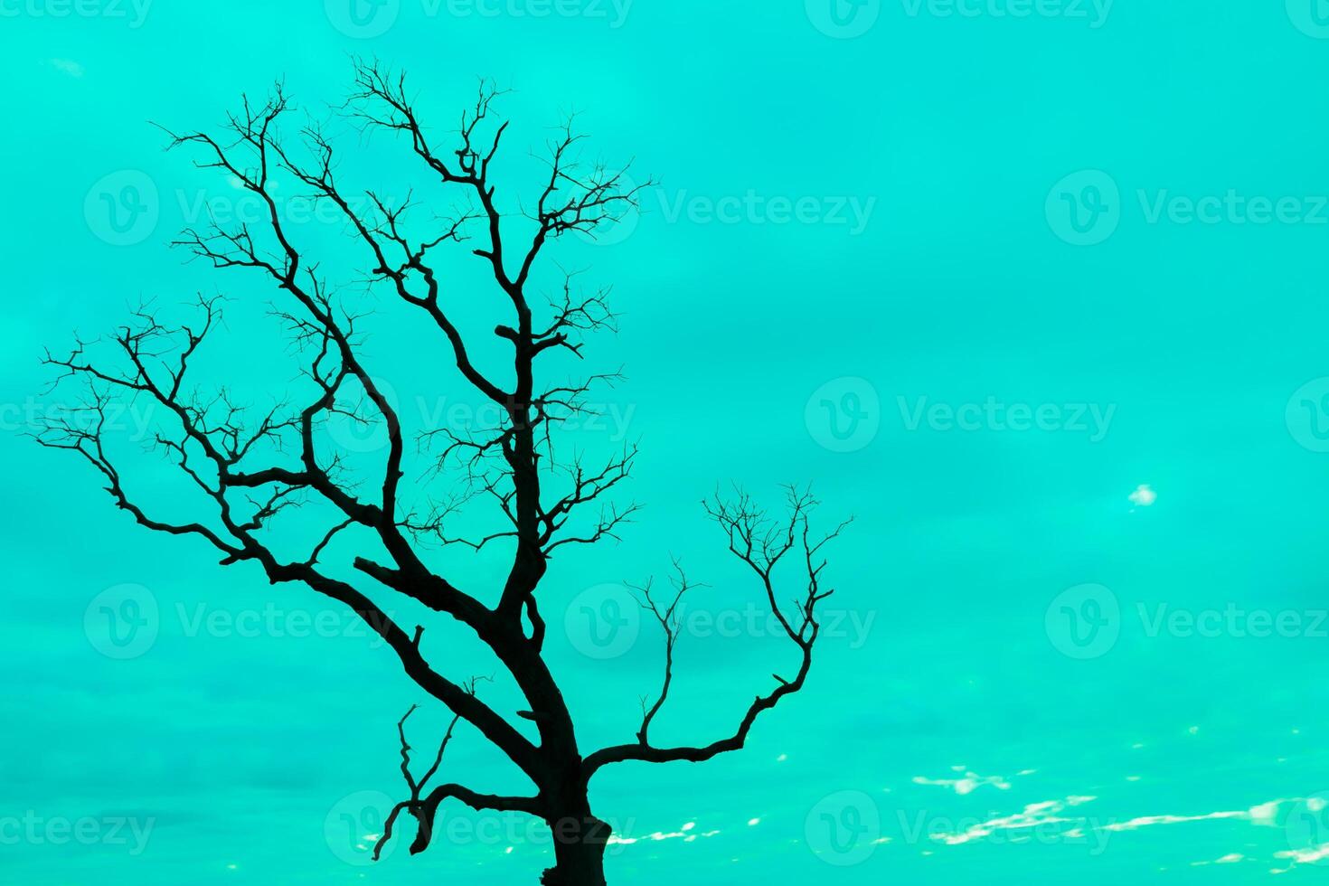 A lone tree in the middle of a field photo