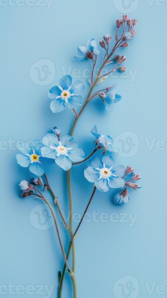 Forget-me-nots on blue background photo