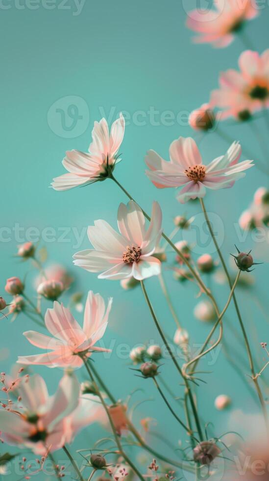 Cosmos flowers on a blue background photo