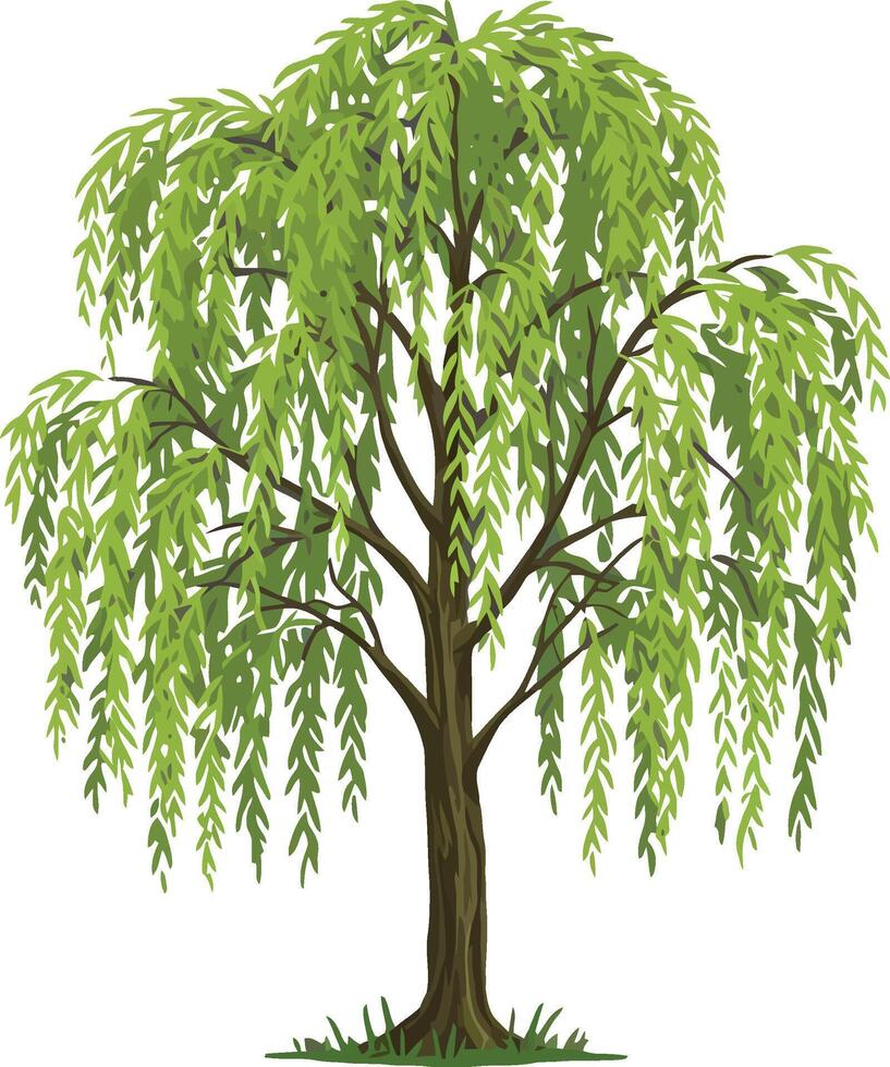 Willow tree with drooping branches and bright green leaves isolated on white background illustration vector